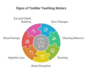 Signs of Toddler Teething Molars