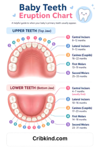 Baby teeth eruption chart showing upper and lower primary teeth timeline with ages