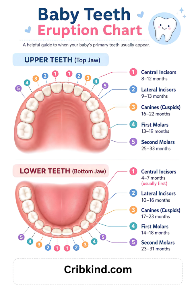Baby teeth eruption chart showing upper and lower primary teeth timeline with ages