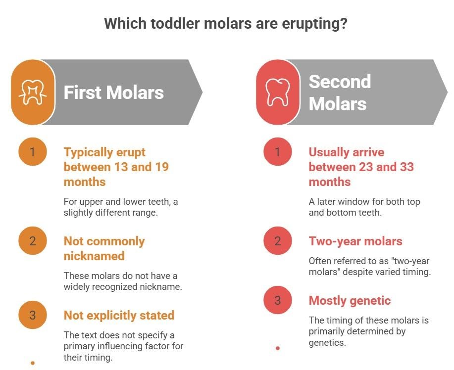Toddler open mouth showing first lower molars erupting 14-18 months